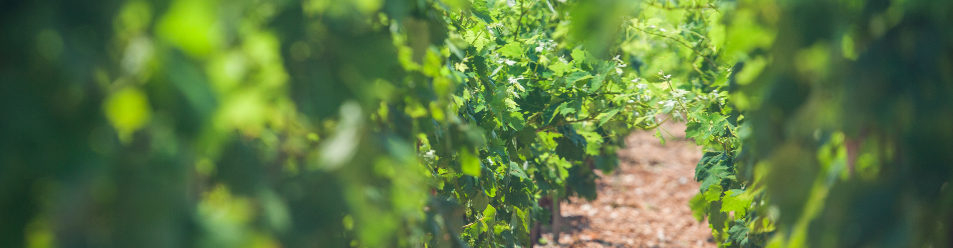 Green vines in a vineyard